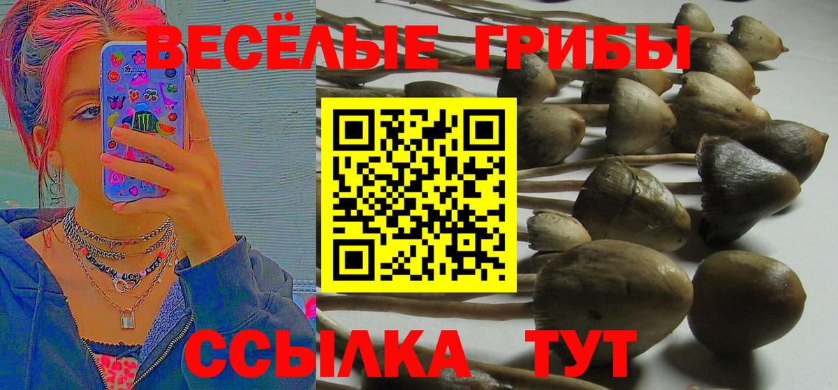 Псилоцибиновые грибы Psilocybine cubensis Чебоксары